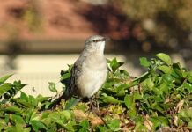 Co to znaczy poliglotą po polsku? Co to znaczy poliglotą po polsku?